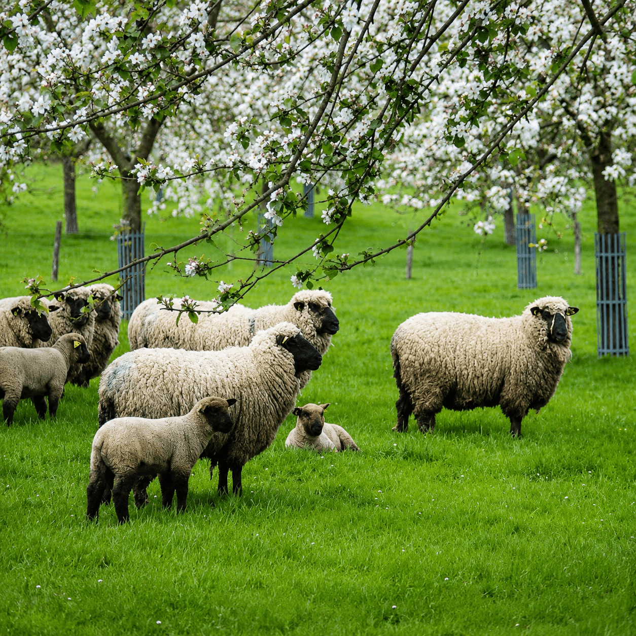 Visite de fermes locales