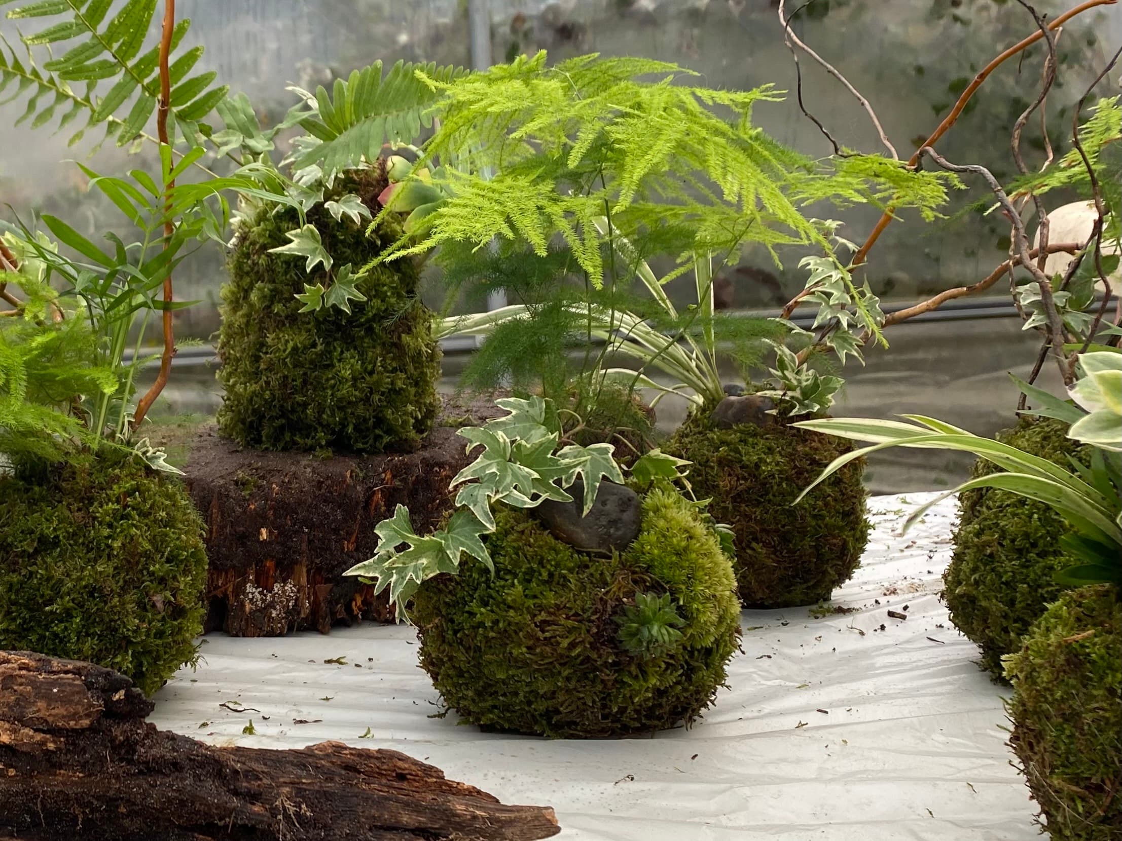 Atelier kokedama