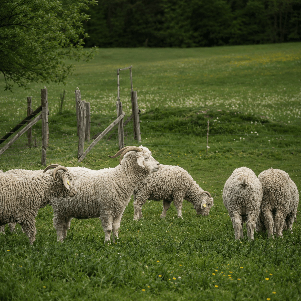 Visite d'une ferme caprine