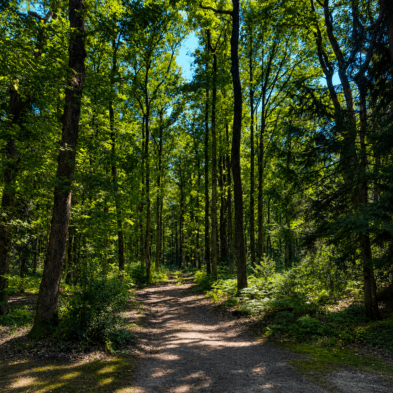 Accès au bois privé du domaine